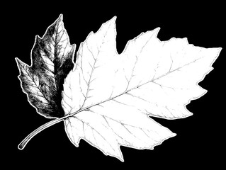 Detailed Grayscale Botanical Leaf Drawing