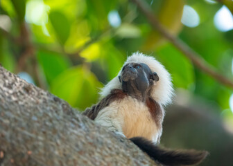 Cotton-top tamarin (Saguinus oedipus) in a rain forest sanctuary in Cartagena de Indias, Colombia. One of the smallest primate species