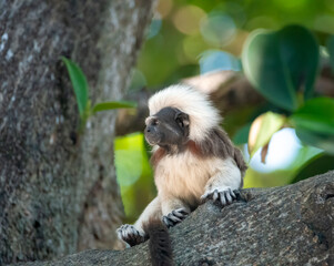 Portrait of a cotton-top tamarin (Saguinus oedipus) in a rain forest sanctuary in Cartagena de Indias, Colombia. One of the smallest primate species in the world