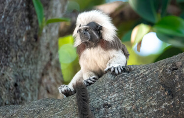 Endemic cotton-top tamarin (Saguinus oedipus) in a rain forest sanctuary in Cartagena de Indias, Colombia. One of the smallest primate species and unique to this part of the world