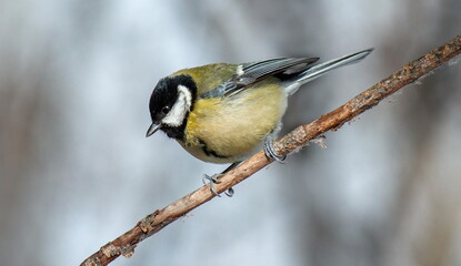 great tit parus major