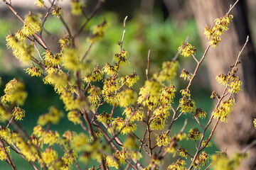 Close up of Chinese witch Hazel (hamamelis mollis) flowers