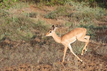 Schwarzfersenantilope / Impala / Aepyceros melampus...
