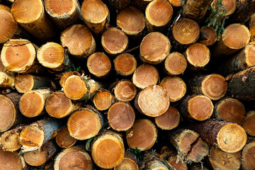 Stack of many sawn logs of pine trees