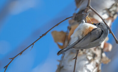 Tufted titmouse pulls an insect from a tree branch.