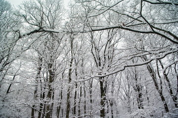 Wintery landscape of trees covered in snow!