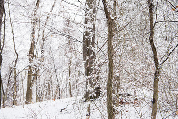 Wintery woods covered with snow.