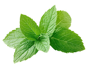Isolated Fresh Green Mint Leaves