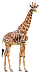 Isolated Standing Giraffe With Tail