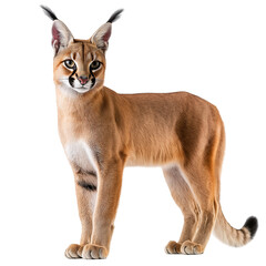 Obraz premium puma cub 4 months old standing