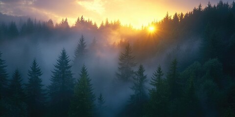 Fototapeta premium This image captures the tranquil beauty of a misty sunrise amidst a lush pine forest. The fog-kissed air and dense canopy create a serene, inviting atmosphere.