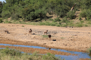 Leierantilope im Tsendze River / Common tsessebe in Tsendze River / Damaliscus lunatus