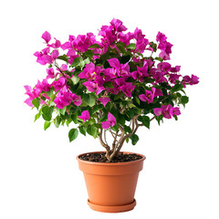 Vibrant Potted Bougainvillea Plant with Purple Flowers Isolated on Transparent Background
