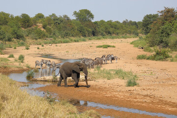 Afrikanischer Elefant und Steppenzebra im Tsendze River/ African elephant  and Burchell's zebra in...