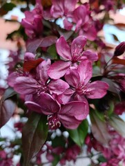 Elegant Purple Blossoms Flourishing Amongst Vibrant Green Leaves