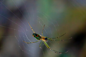Araña