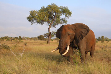 Obraz premium Afrikanischer Elefant / African elephant / Loxodonta africana..