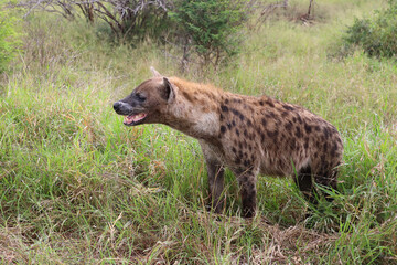 Tüpfelhyäne / Spotted hyaena / Crocuta crocuta..