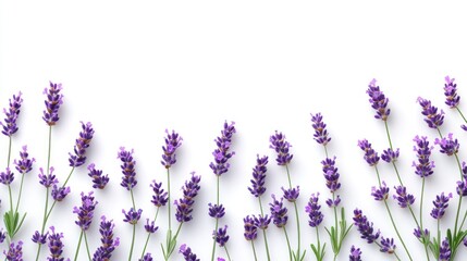 Naklejka premium Lavender flowers border, white background, floral design, aromatherapy