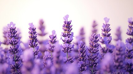 Obraz premium Lavender field sunset summer bloom background design