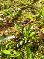 Spring flowers blooming amidst lush greenery and mossy forest floor