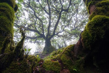 tree in fanal forest