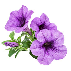 Purple Petunia Flowers Isolated on Transparent Background