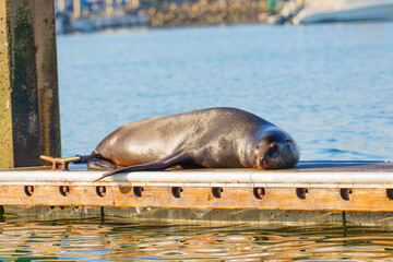 Fototapeta premium Lying Sea Lion on a Dock at Oceanside Harbor