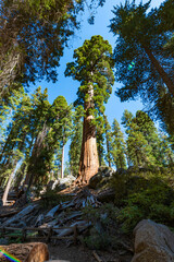 Fototapeta premium Mammutbäume in Sequoia Nationalpark