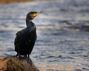 A cormorant sits on the rock on the lake side. Closeup. Early morning view, wallpaper. Balerno, Edinburgh, Scotland
