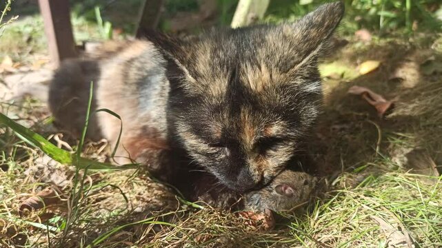 Cat playing with mouse. Multicolored cat exhibits natural instincts as it plays with a mouse in a garden, Showcasing feline behavior close up in outdoor. Rural cat catches mouse.