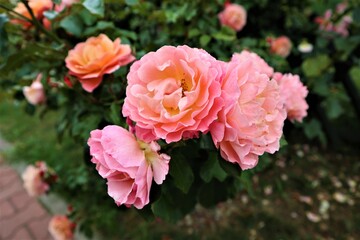 Three large buds of pink-orange roses that grow on a green bush in a flower garden