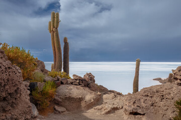 Beautiful sunny day during dry season at Isla Incahuasi, the cactus volcanic island with many giant cactus, in the middle of Salar de Uyuni, the largest salt flat in the world at Uyuni, Bolivia. 
