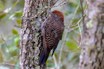 Northern flicker