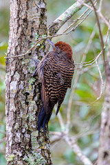 Northern flicker