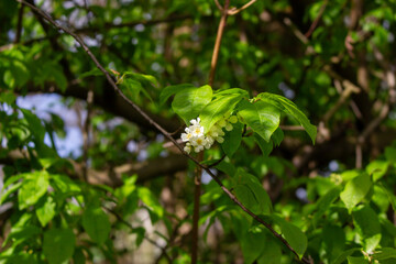 White blossoming apple trees in the sunset light. Spring season, spring colors.