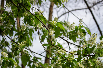 White blossoming apple trees in the sunset light. Spring season, spring colors.