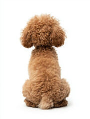 poodle puppy on white background
