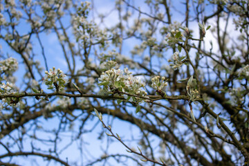 White blossoming apple trees in the sunset light. Spring season, spring colors.