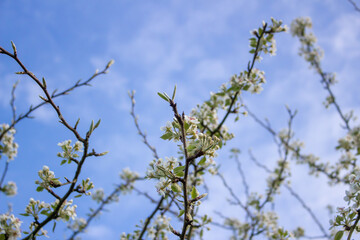 White blossoming apple trees in the sunset light. Spring season, spring colors.
