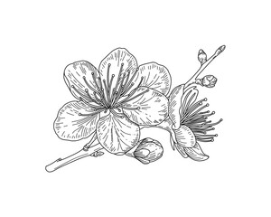 Vector line art branch with spring flowers. Detailed hand drawn clip art element isolated for postcards, social media posts, textile