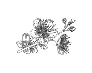 Vector line art branch with spring flowers. Detailed hand drawn clip art element isolated for postcards, social media posts, textile