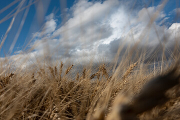 ripe wheat and sky
