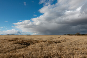 wheat field and blue sky