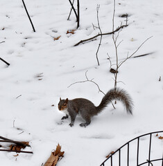Eichhörnchen im Central Park in Manhattan