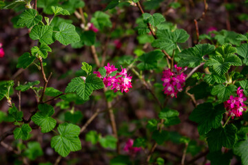 Rhododendron hirsutum flower growing in mountains, macro