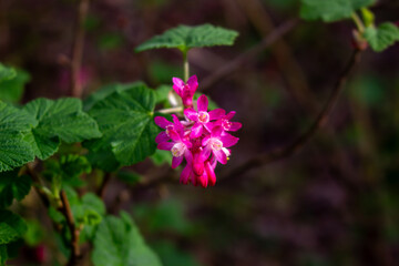 Rhododendron hirsutum flower growing in mountains, macro