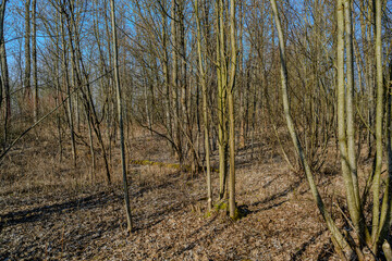 Wanderung an der renaturierten Isar nahe Landau