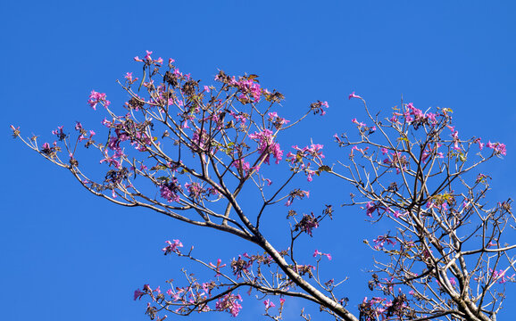 Spring New Growth of Pink Tropical Tree Orchids Underneath Clear Blue Sky.