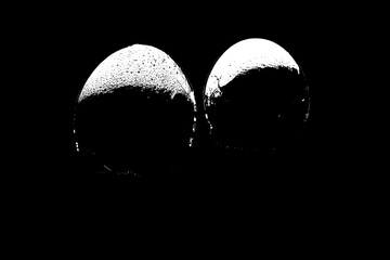 Microscopic Egg Shells: A Detailed View